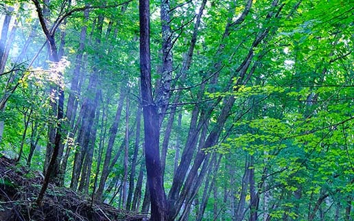 山梨県独自歩掛搭載